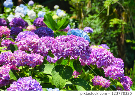本堂寺的美麗繡球花（千葉縣松戶市） 123778320