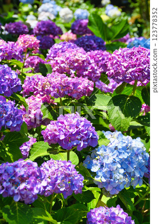 Beautiful hydrangeas at Hondo-ji Temple (Matsudo City, Chiba Prefecture) Beautiful hydrangeas at Hondo-ji Temple (Matsudo City, Chiba Prefecture) 123778352