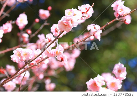 粉色梅花,武藏野 粉色梅花,武藏野 123778522