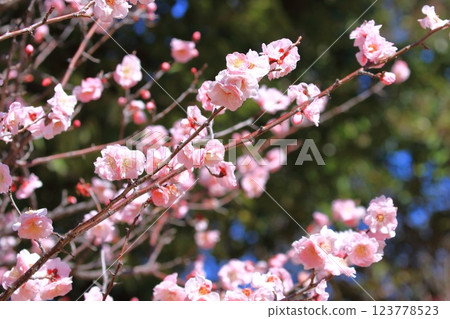 粉色梅花,武藏野 粉色梅花,武藏野 123778523
