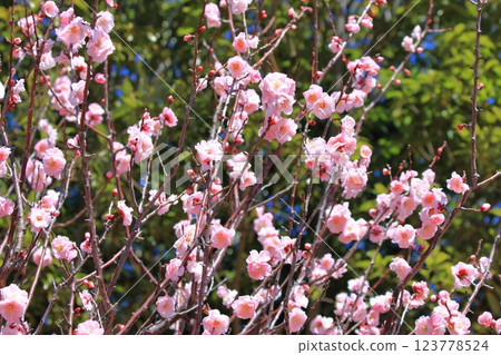 Pink plum blossoms, Musashino 123778524