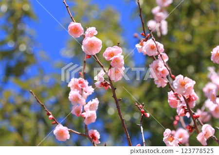 粉色梅花,武藏野 粉色梅花,武藏野 123778525