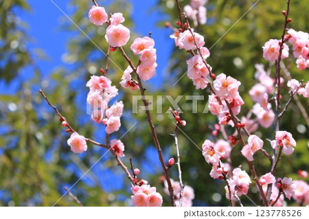 粉色梅花，武藏野 123778526