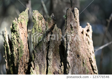 Decayed wood [background material] 123778546