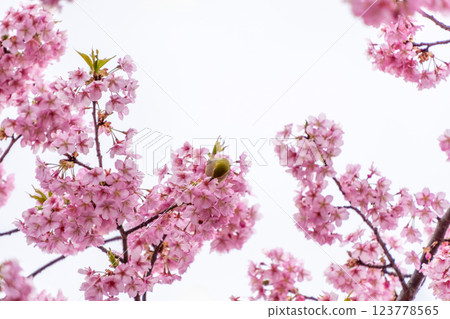 The long-awaited spring has arrived! 123778565