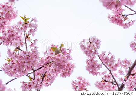 The long-awaited spring has arrived! The long-awaited spring has arrived! 123778567