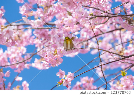 Kawazu cherry blossoms in full bloom and a Japanese white-eye looking at the camera Kawazu cherry blossoms in full bloom and a Japanese white-eye looking at the camera 123778703