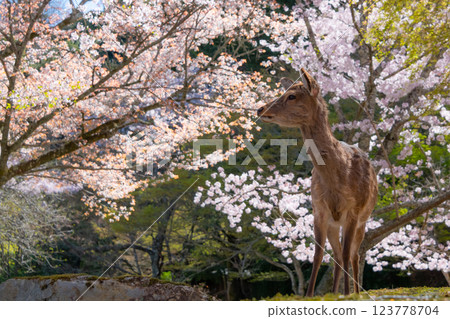 Cherry blossoms and deer in Miyajima Cherry blossoms and deer in Miyajima 123778704