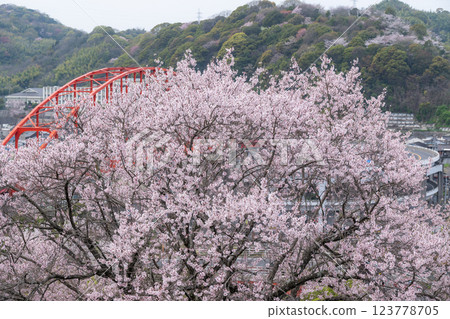Cherry blossoms in full bloom and Ondo Bridge Cherry blossoms in full bloom and Ondo Bridge 123778705