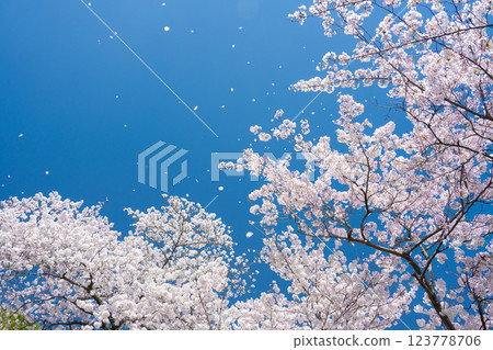 Cherry blossoms falling in the blue sky Cherry blossoms falling in the blue sky 123778706