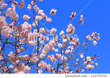 Pink apricot flowers Pink apricot flowers 123778741