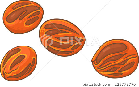 Nutmeg Nuts Colored Detailed Illustration. 123778770