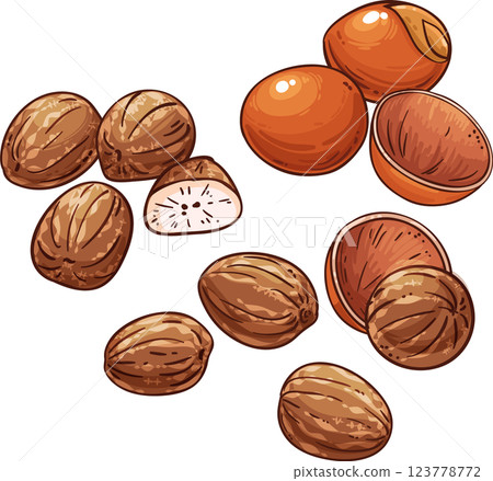 Shea Nuts Colored Detailed Illustration. Ingredient for cosmetics, spa, aromatherapy, health care, alternative medicine. 123778772