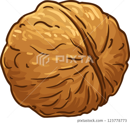 Walnut Colored Detailed Illustration. Organic natural nutritional healthy food ingredient, vegetarian diet product. 123778773