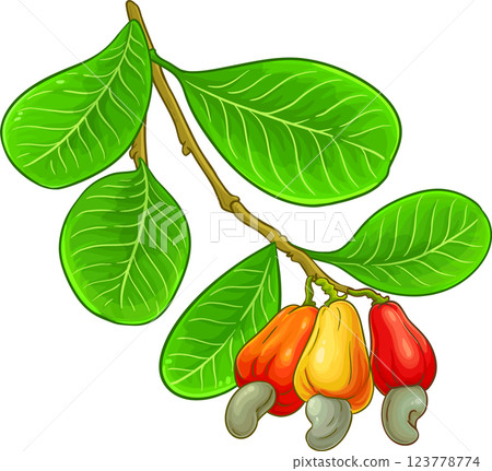 Cashew Branch with Nuts and Leaves Colored Detailed Illustration. Organic natural nutritional healthy food ingredient, vegetarian diet product.  123778774