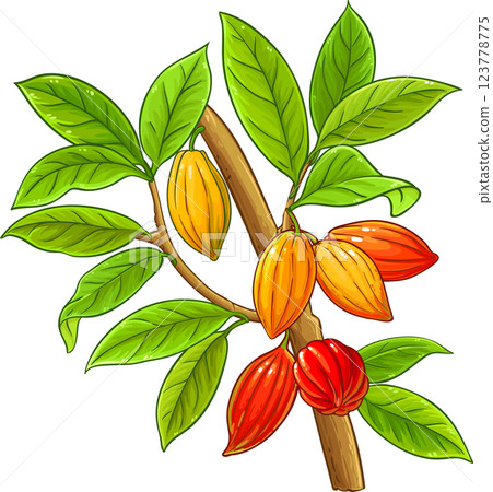 Cocoa Branch with Beans and Leaves Colored Detailed Illustration. Organic natural nutritional healthy food ingredient, vegetarian diet product. Cocoa Branch with Beans and Leaves Colored Detailed Illustration. Organic natural nutritional healthy food ingredient, vegetarian diet product. 123778775