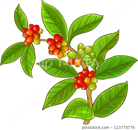Coffee Branch Berries Colored Detailed Illustration. Organic natural nutritional Ingredient. Coffee Branch Berries Colored Detailed Illustration. Organic natural nutritional Ingredient. 123778776
