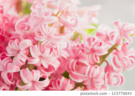 8 March greeting card. mother's day, International Women's Day congratulate Holiday background celebration concept. Pink hyacinth bouquet 123778843