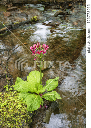 A single flower blooming on the water's edge A single flower blooming on the water's edge 123778933