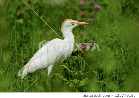 Wildlife - Birds. Western cattle egret (Bubulcus ibis) mostly live in fields, steppes and grasslands, except wetlands. They usually feed on insects. Wildlife - Birds. Western cattle egret (Bubulcus ibis) mostly live in fields, steppes and grasslands, except wetlands. They usually feed on insects. 123779185