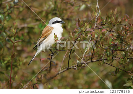Wildlife-birds. The red-backed Shrike (Lanius collurio) bird belongs to the laniidae family. Shrub open fields and hedges on the edges of these fields are their habitats. They usually feed on insects. 123779186