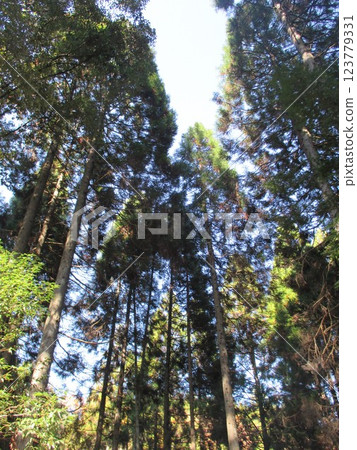 熊本縣阿蘇郡小國町鍋瀧公園內美麗的杉林 熊本縣阿蘇郡小國町鍋瀧公園內美麗的杉林 123779331