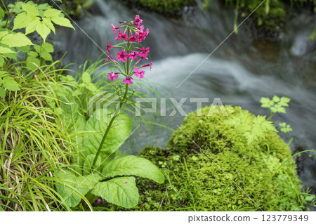 山間溪流中的一朵櫻草花 山間溪流中的一朵櫻草花 123779349