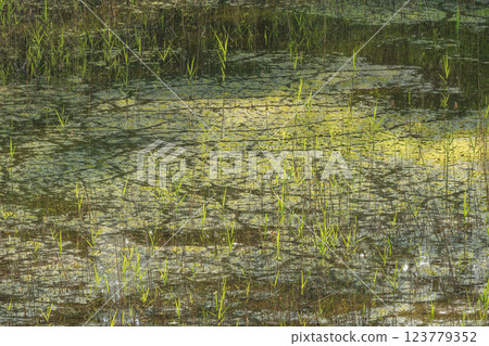 苔蘚的綠色倒映在水面上 苔蘚的綠色倒映在水面上 123779352