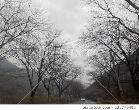 "Autumn Leaves in the Piagol Valley Forest, Jirisan" "Autumn Leaves in the Piagol Valley Forest, Jirisan" 123779496