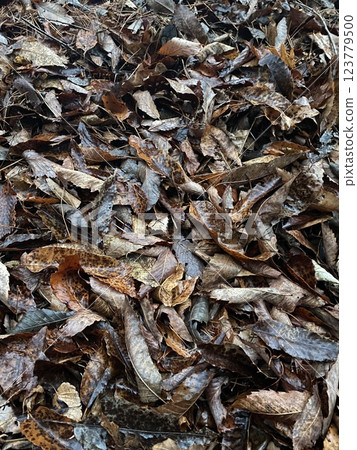 "Autumn Leaves in the Piagol Valley Forest, Jirisan" 123779500