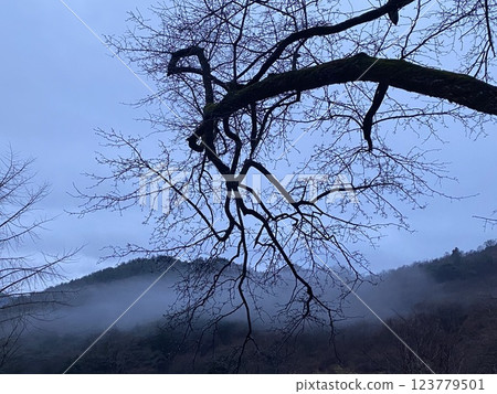 "Autumn Leaves in the Piagol Valley Forest, Jirisan" 123779501