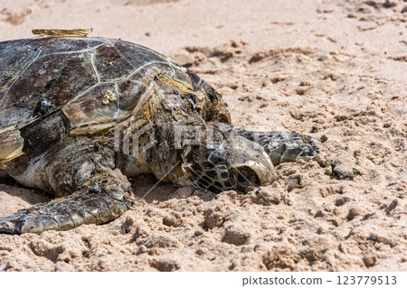 A dead turtle on the beach of Canoa Quebrada at Aracati in Ceara, Brazil. 123779513