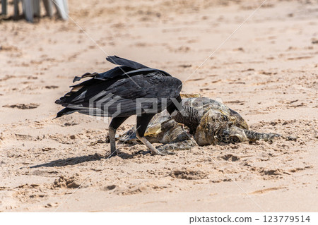 Vultures eating a dead turtle on the beach of Canoa Quebrada at Aracati in Ceara, Brazil. 123779514
