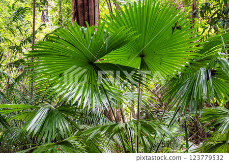 Museum Emilio Goeldi at Belem, Brazil. A Research Institute and Museum with Fauna and Flora from Brazilian Amazon Museum Emilio Goeldi at Belem, Brazil. A Research Institute and Museum with Fauna and Flora from Brazilian Amazon 123779532