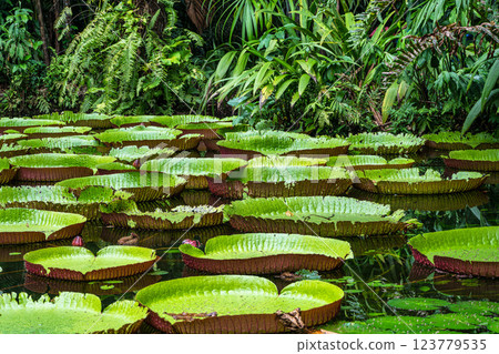 Amazonian lily in water, the largest aquatic plant in the world in Belem do Para, Brazil Amazonian lily in water, the largest aquatic plant in the world in Belem do Para, Brazil 123779535