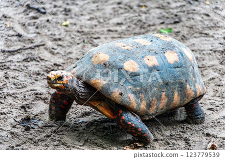 Red-footed tortoise, Chelonoidis carbonaria at Belem, Para, Brazil. Turtle species that inhabit the Amazon Red-footed tortoise, Chelonoidis carbonaria at Belem, Para, Brazil. Turtle species that inhabit the Amazon 123779539