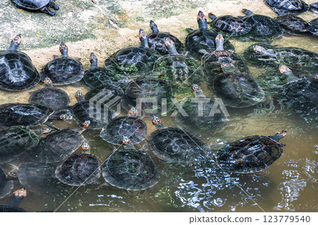 The Arrau turtle, Podocnemis expansa is the largest of the side-neck turtles in Latin America. Seen at Belem in Brazil The Arrau turtle, Podocnemis expansa is the largest of the side-neck turtles in Latin America. Seen at Belem in Brazil 123779540