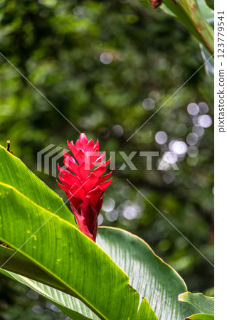 Museum Emilio Goeldi at Belem, Brazil. A Research Institute and Museum with Fauna and Flora from Brazilian Amazon Museum Emilio Goeldi at Belem, Brazil. A Research Institute and Museum with Fauna and Flora from Brazilian Amazon 123779541