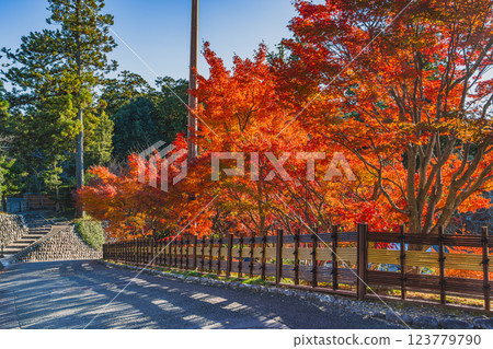 Scenery of the approach to Hodasan Son'eiji Temple in Fukuroi City, Shizuoka Prefecture, surrounded by autumn leaves Scenery of the approach to Hodasan Son'eiji Temple in Fukuroi City, Shizuoka Prefecture, surrounded by autumn leaves 123779790