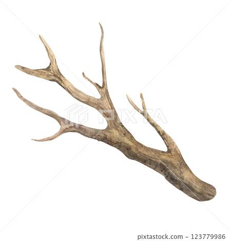Dry tree branch without leaves. Watercolor illustration of a botanical brown branch in a realistic style on an isolated background. For eco-friendly or rustic design, packaging, cards, stickers. 123779986