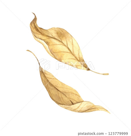 Set of dry leaves of autumn tree in yellow color. Watercolor illustration in botanical style on isolated background. Drawing for interior, poster, postcard, wedding, flower arrangements. 123779999