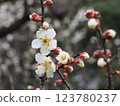 white plum blossom 123780237