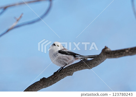 Long-tailed long-tailed perching on a branch 123780243