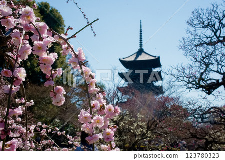 京都東寺的梅花 京都東寺的梅花 123780323