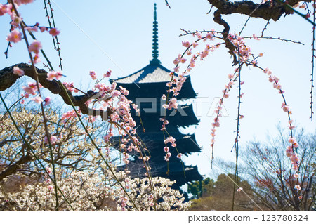京都東寺的梅花 京都東寺的梅花 123780324