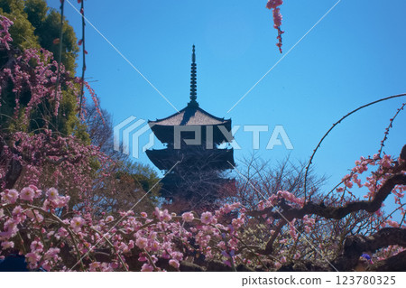 京都東寺的梅花 京都東寺的梅花 123780325