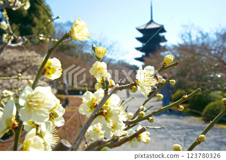 Plum blossoms at Toji Temple in Kyoto 123780326