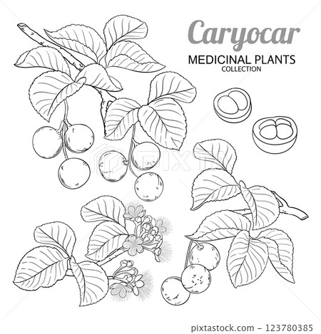 Caryocar Branch with Nuts Outline Illustration Caryocar Branch with Nuts Outline Illustration 123780385