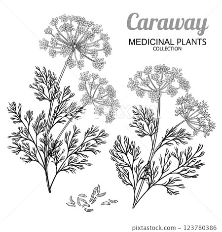 Caraway Plant with Flowers Outline Illustration Caraway Plant with Flowers Outline Illustration 123780386