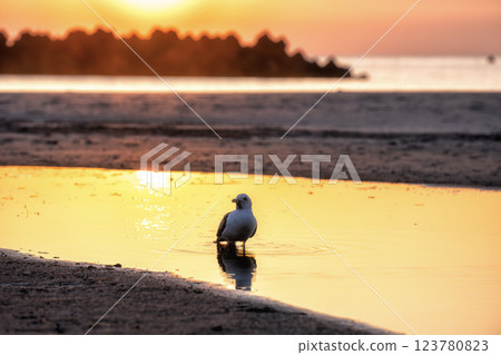 A seagull bathing in the morning sun A seagull bathing in the morning sun 123780823